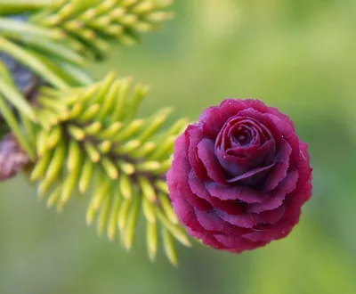 Полярная роза: красивое фото с розой в высоком разрешении