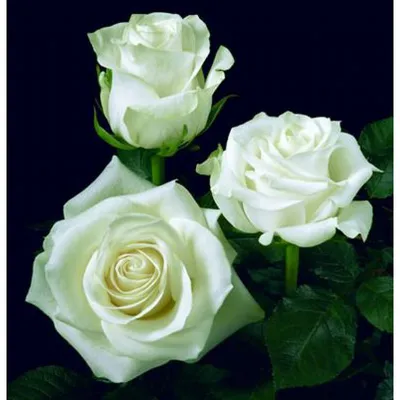 Возьмите красоту с собой: изображение полярной розы