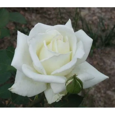 Полярная роза в формате png: выберите ваш любимый формат