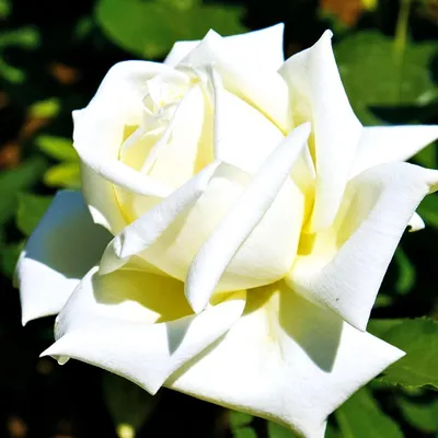 Очаровательная полярная роза: фото для любителей цветов