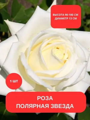 Полярная роза в формате jpg: прекрасное фото для заметного экрана