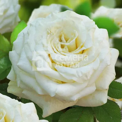 Уникальная роза: фотография с полярной розой для вашего сборника