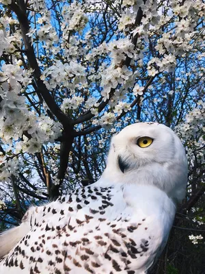 Впечатляющие фотографии полярной совы