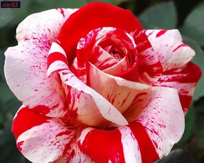 Полосатые розы: выберите размер и формат изображения