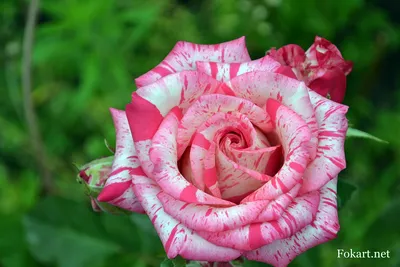 Фото полосатых роз с возможностью выбора формата