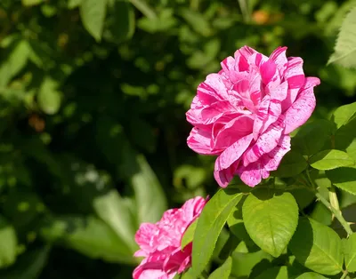 Полосатые розы на фото: выберите формат изображения