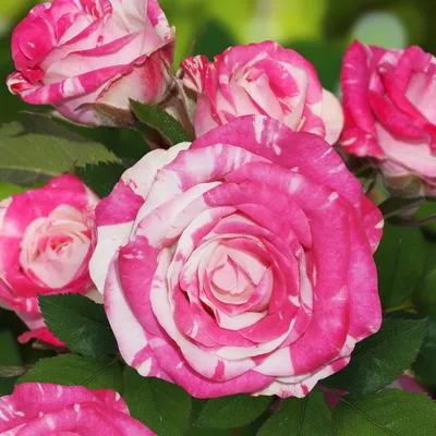 Изображение полосатых роз: скачать в формате jpg, png, webp