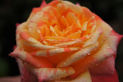 Картинка полосатых роз в разных форматах: jpg, png, webp