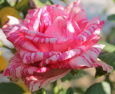 Изображение полосатых роз в формате png