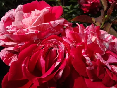 Фотография полосатых роз с возможностью выбора размера и формата