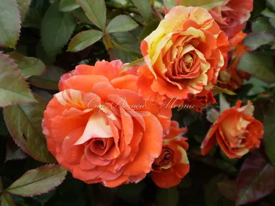 Фото полосатых роз в формате webp для загрузки