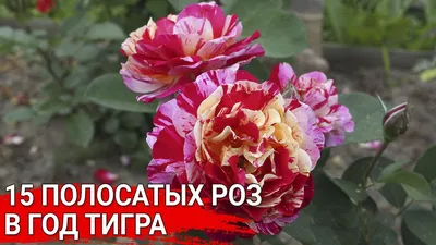 Фотография полосатых роз с выбором формата: jpg, png, webp