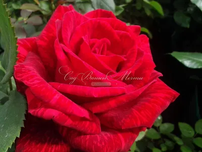 Полосатые розы на фото: выберите размер изображения