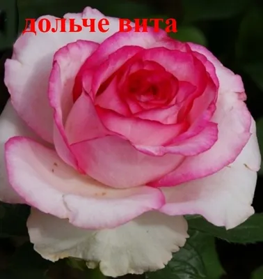 Изображение полосатых роз для скачивания в формате png