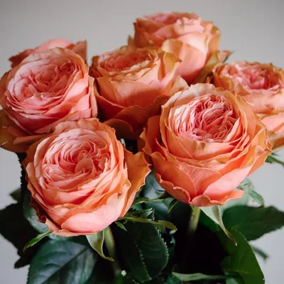 Полосатые розы: фото в формате jpg для скачивания