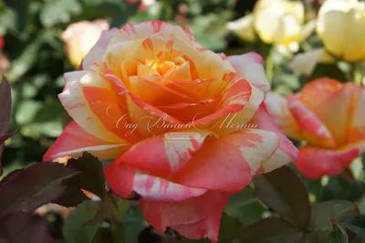 Фотография полосатых роз для скачивания