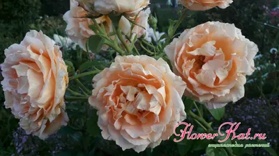Фотография полосатых роз с выбором формата и размера изображения
