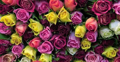 Полосатые розы на фото: выберите размер и формат