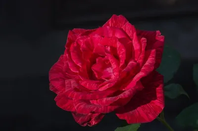 Изображение полосатых роз для скачивания в png формате