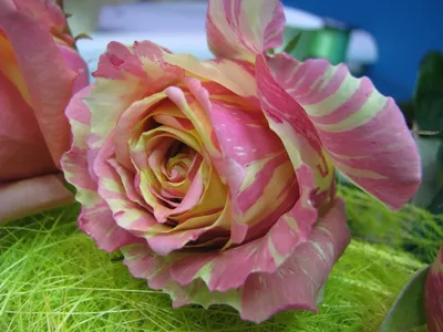 Изображение полосатых роз с возможностью выбора размера
