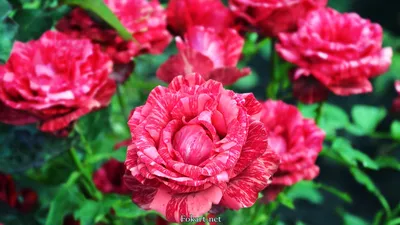 Фото полосатых роз в формате png для загрузки