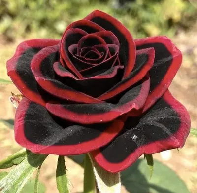 Полосатые розы фотографии