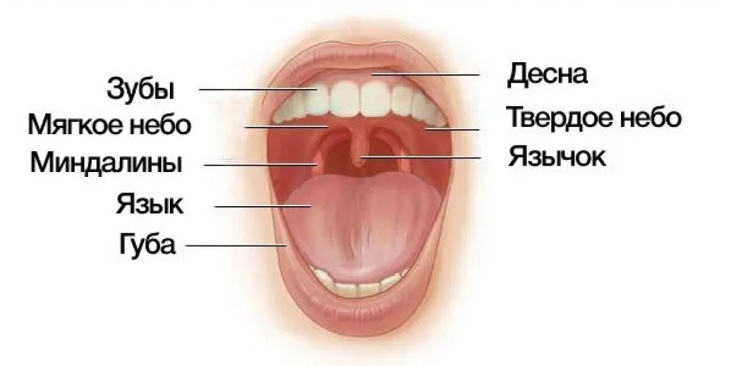 Цвет языка и налет