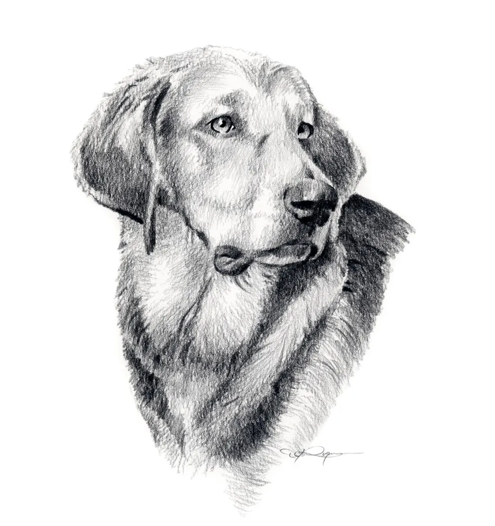 Рисунок собаки графика. Портрет собаки карандашом. Собака рисунок карандашом. Портрет лабрадора карандашом. Лабрадор карандашом.