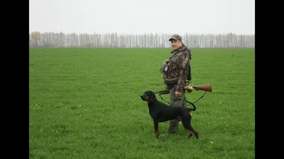 Изображение польского огара с детьми