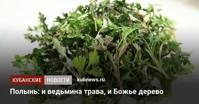 Бесплатно скачать фото Полынь божье дерево: доступные изображения для загрузки без платы