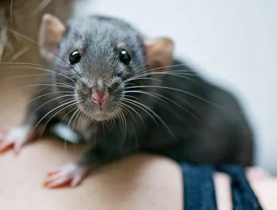Фото Помет крысы в формате JPG высокого качества, готовое к скачиванию.