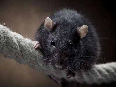 Фото Помет крысы в формате JPG с высокой детализацией.