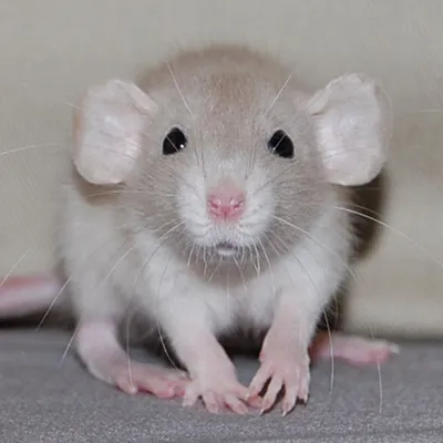 Фотография Помет крысы в высоком разрешении, готовая для печати в формате WebP.