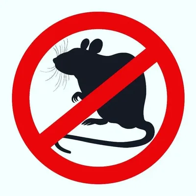 Изображение крысиного помета в формате JPG для быстрой загрузки на сайте.