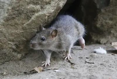 Фото помета крысы в формате PNG с прозрачным фоном и возможностью скачивания.