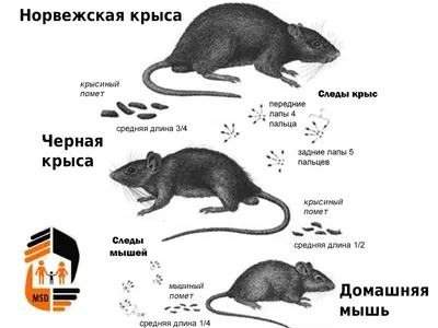 Фото помета крысы в формате WebP для быстрой загрузки.