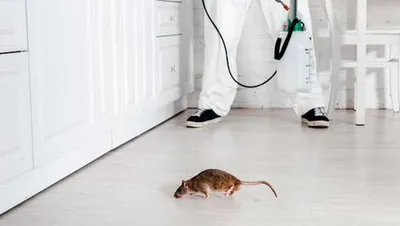 Фото помета крысы в формате PNG для скачивания и использования на вашем компьютере.