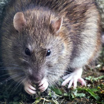 Фото Помет крысы в формате JPG высокого качества, готовое к скачиванию и использованию.