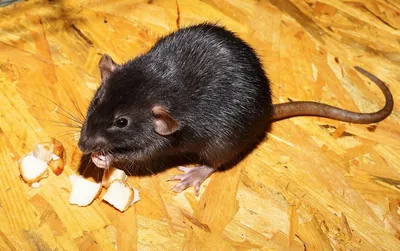 Картинка Помет крысы в высоком разрешении JPG.