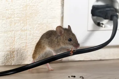 Фотография Помет крысы в высоком разрешении, доступная для загрузки в формате WebP с минимальным весом файла.