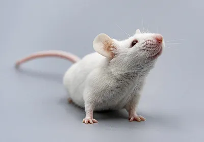 Фото помета крысы в формате PNG с оптимальным качеством сжатия и возможностью скачивания.