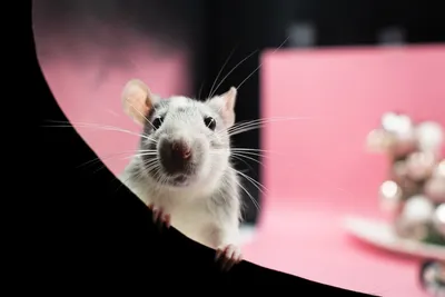 Фотография Помет крысы в высоком разрешении, доступная для загрузки в формате WebP с соотношением сжатия и качества, идеальным для сети.