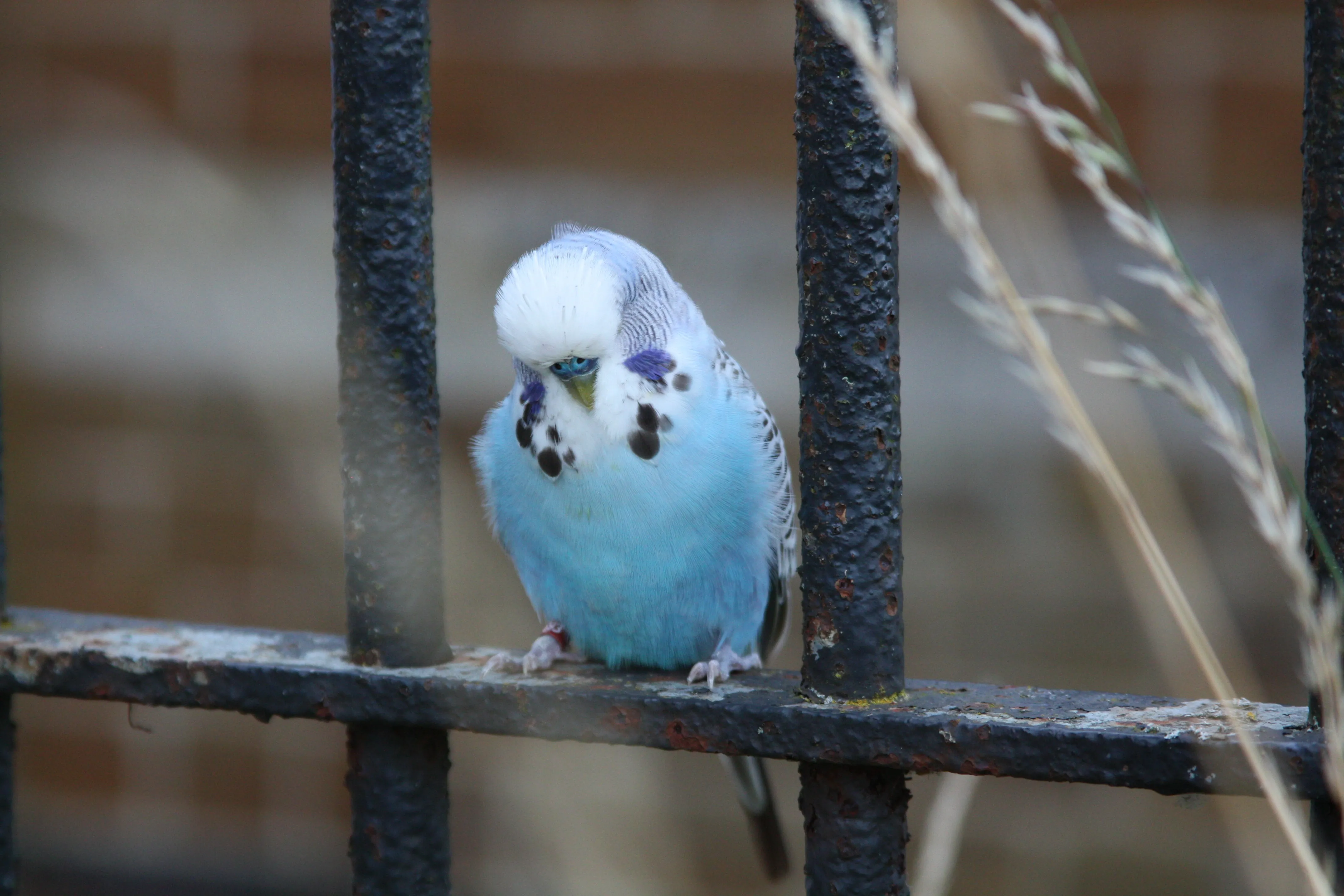 Волнистый попугайчик птицы. Budgie птица. Птицы попугаи белый волнистые. Банда волнистых попугаев. Крыло птицы волнистые попугаи.