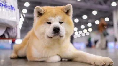 Фото породы собаки из фильма Хатико: выберите размер и формат для скачивания