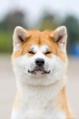 Порода собаки из фильма Хатико: фото в HD качестве бесплатно