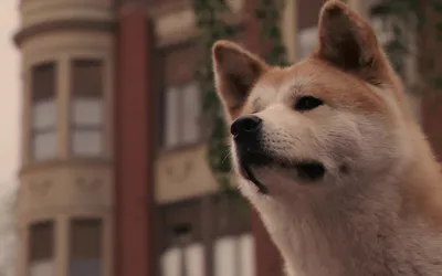 Бесплатные картинки породы собаки из фильма Хатико: выберите размер