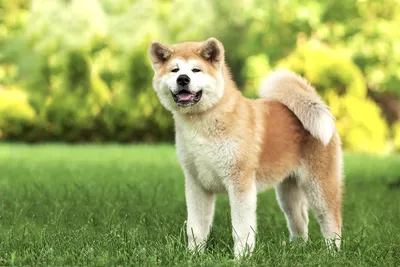 HD фото породы собаки из фильма Хатико: скачать бесплатно