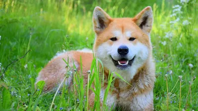 Новые картинки породы собаки из фильма Хатико: скачать в хорошем качестве