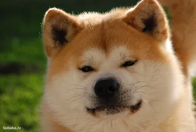 Фотообои с породой собаки из фильма Хатико: скачать бесплатно и в хорошем качестве