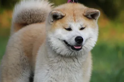 Бесплатные изображения породы собаки из фильма Хатико: выберите размер и формат